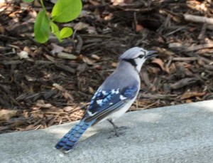 IMG_7851